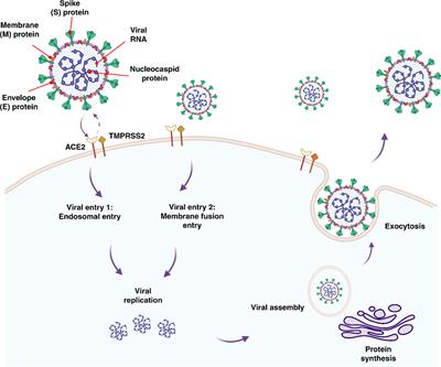 Frontiers | The Effects Of COVID-19 On The Placenta During Pregnancy